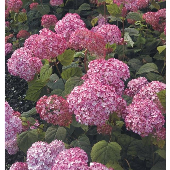 Hydrangea pink online annabelle