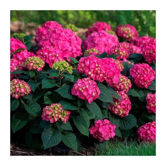 Hydrangea macrophylla Little Pink - Compact Mophead Hydrangea