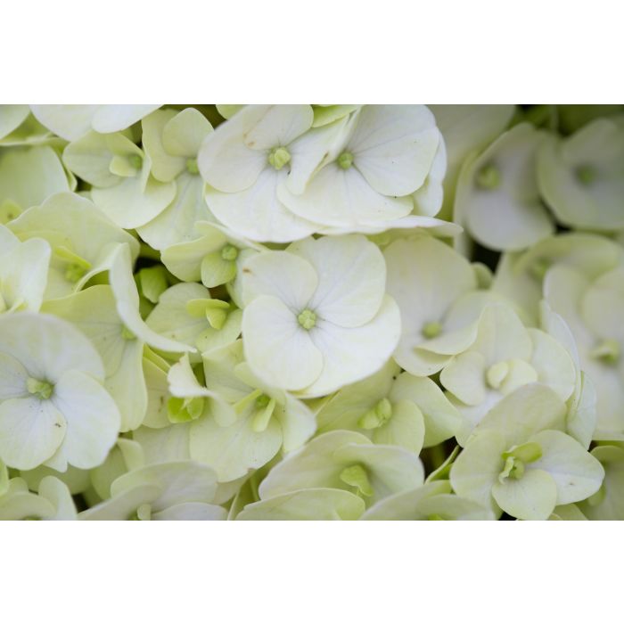 Hydrangea Magical Pearl - Large Flowered Mophead Hydrangea - XXXL