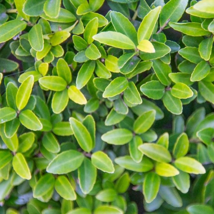 Ilex crenata on sale green hedge