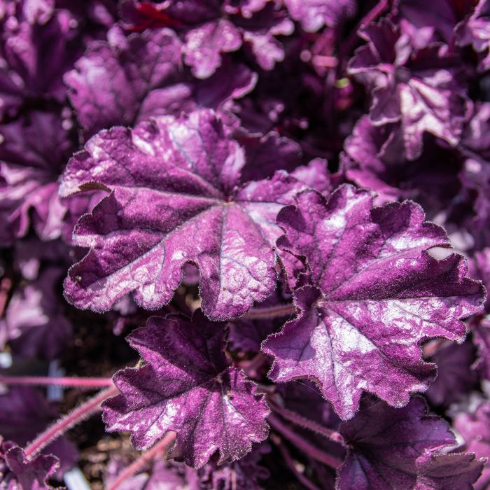 Heuchera forever online purple