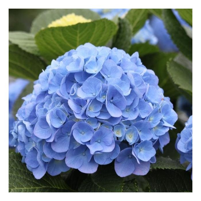 Hydrangea macrophylla Elbtal - Large Flowered Mophead Hydrangea - XXL ...