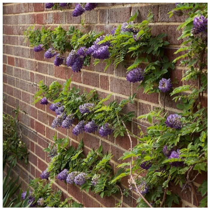 https://www.gardeningexpress.co.uk/media/catalog/product/cache/b7057a63c374949c6fb186f4415b6476/l/o/longwood_purple.jpg