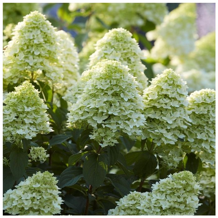 Hydrangea paniculata Magical Candle - Large Specimen