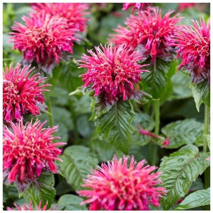 Monarda Mahogany - Bee Balm