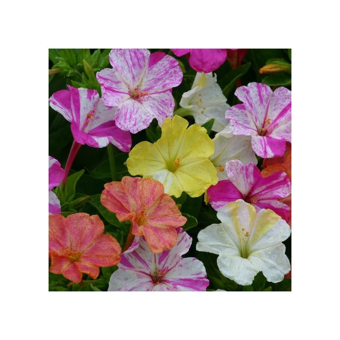 Mirabilis Jalapa