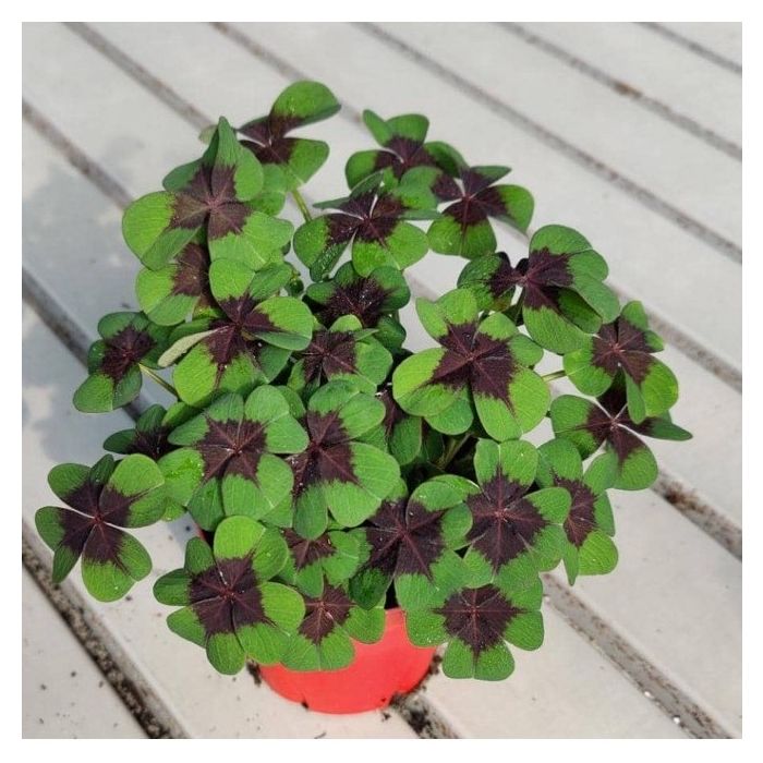 Oxalis deppei (Trèfle à 4 feuilles)