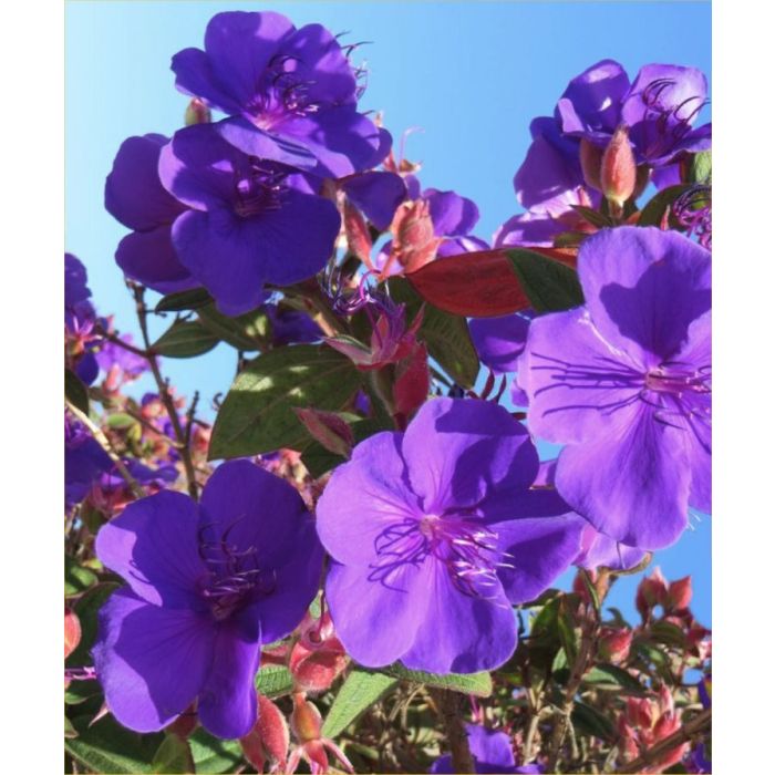 Tibouchina urvilleana - Princess Flower