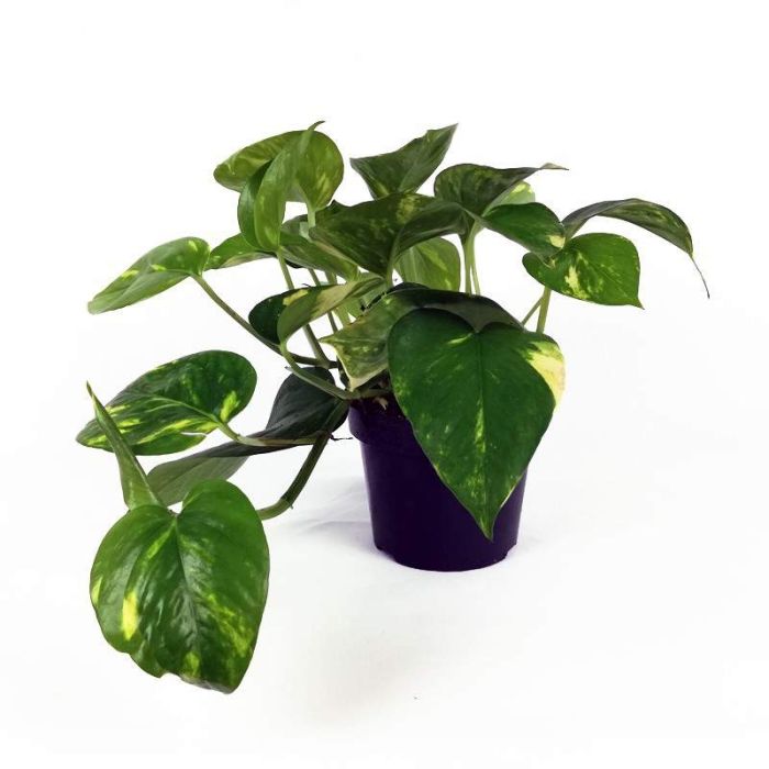 Epipremnum pinnatum aureum - Devil's Ivy - Pothos