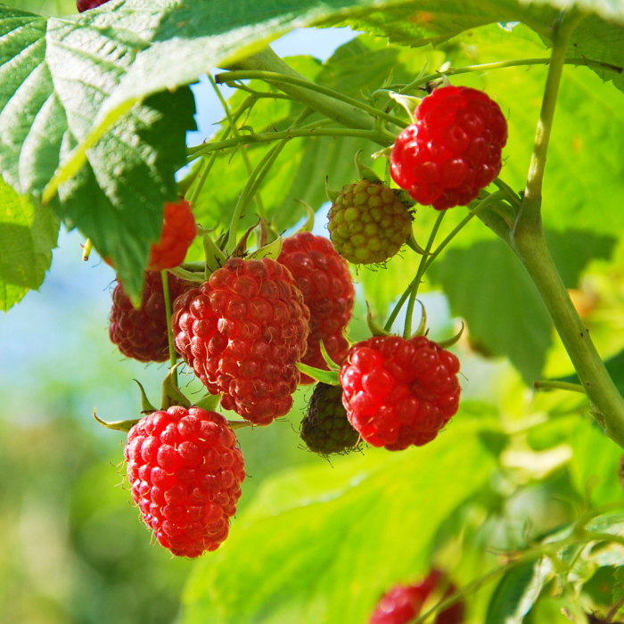 Breeders Secret Raspberries - Large Fruited Commercial Raspberry ...