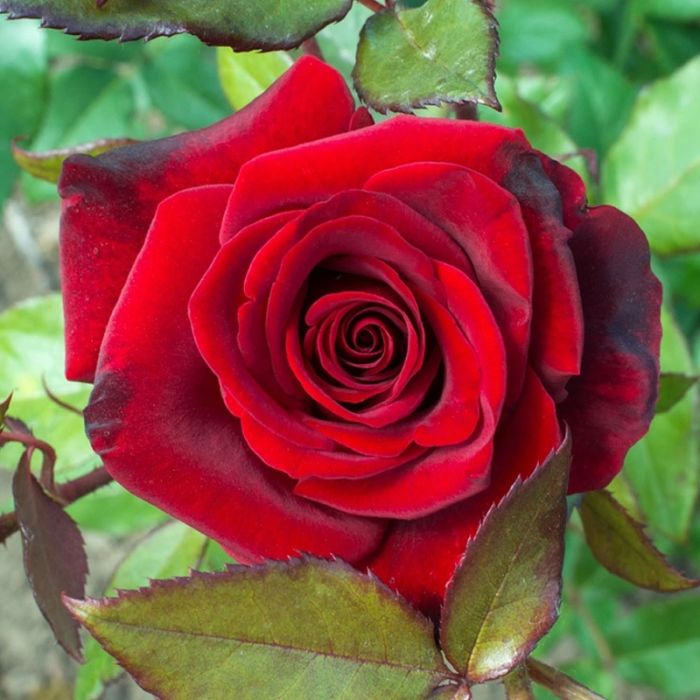 Large 5-6ft Specimen Climbing Rose - Crimson Glory