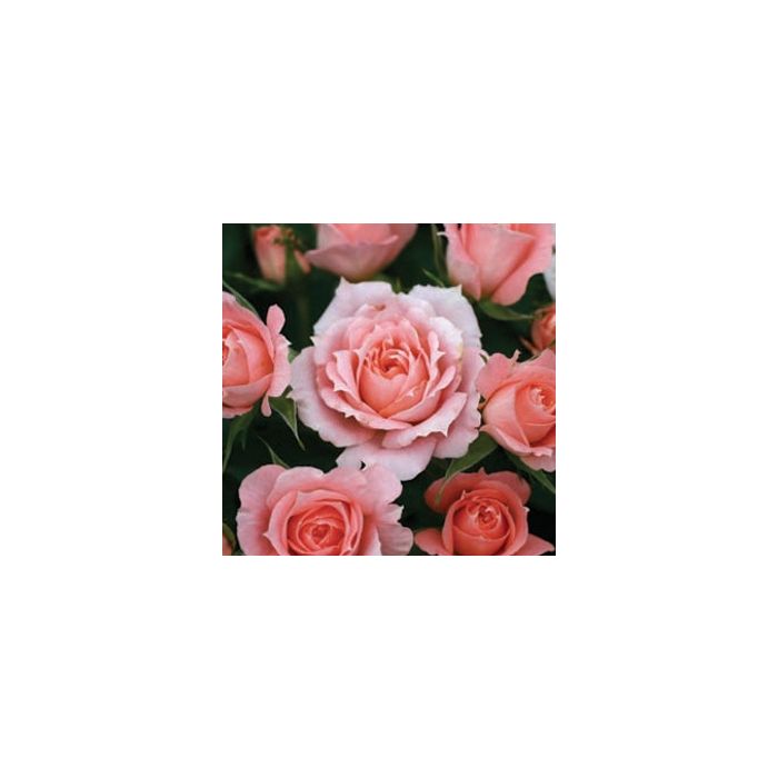 SPECIAL DEAL - Luxury Garden Roses - Premier Collection - Pack of