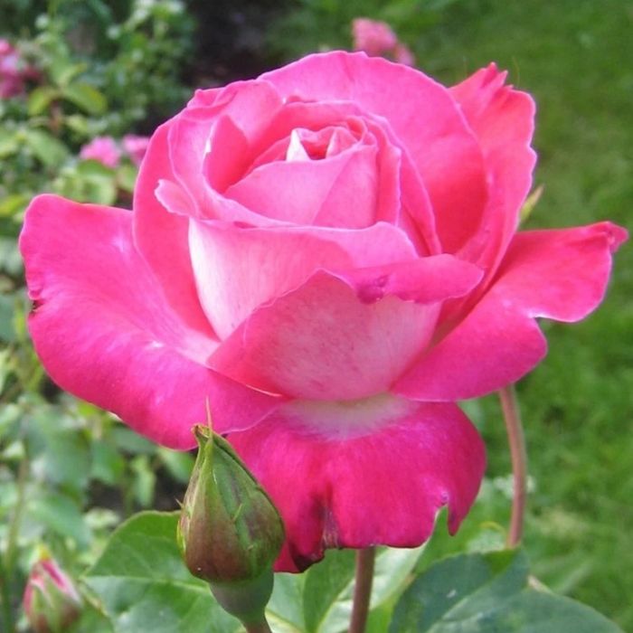 Hot deals pink roses