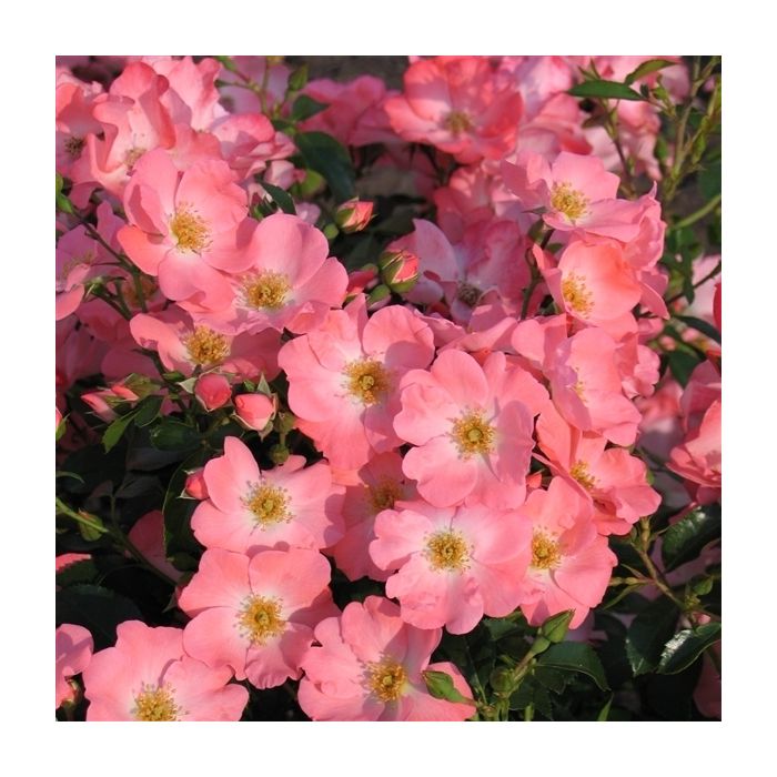 Pink blanket shrub discount rose