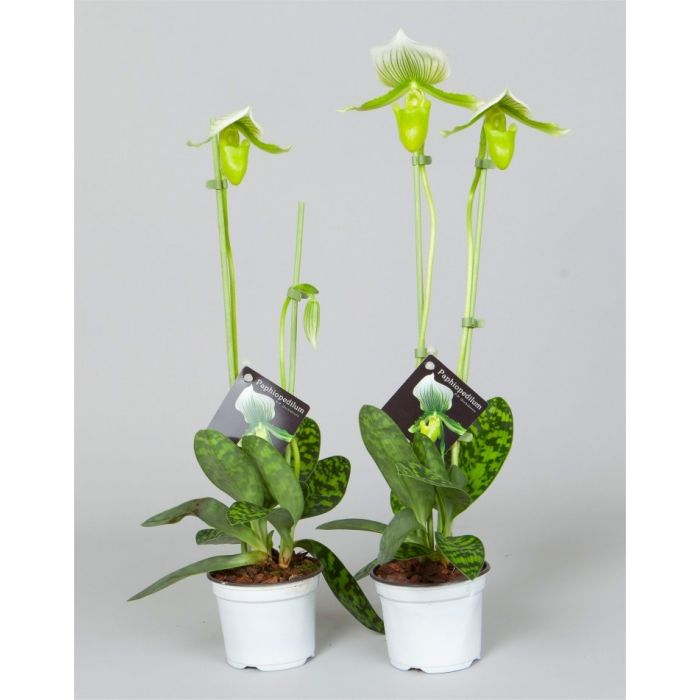 Green lady 2024 slipper orchid