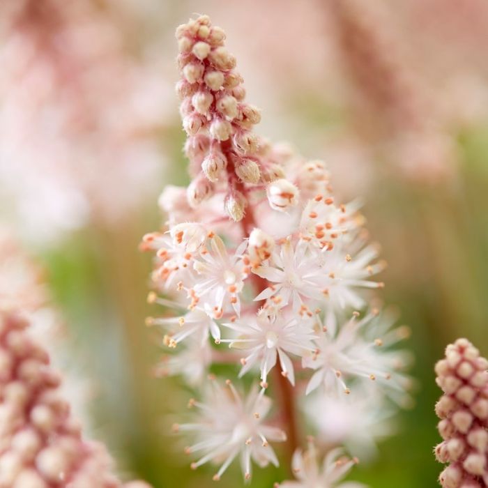 Tiarella Spring Symphony Foam Flower