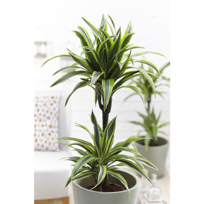 Dracaena Lemon Lime - Dragon Tree 85cm