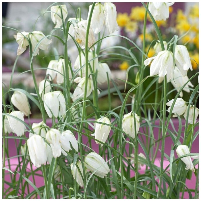 Fritillaria Meleagris Alba - Snakes Head Fritillary - Pack Of 10