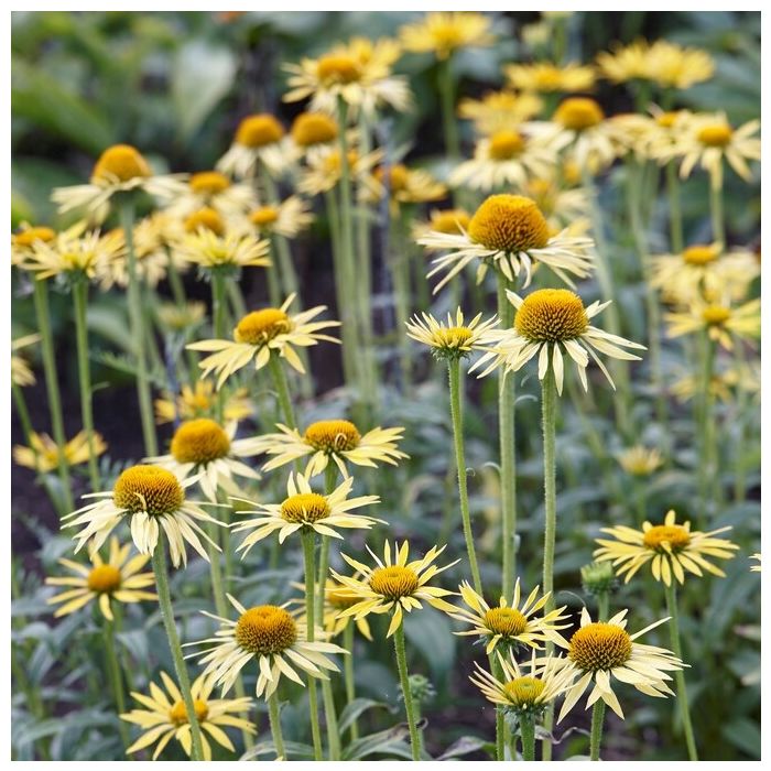 Echinacea Sunshine - Coneflower Plants