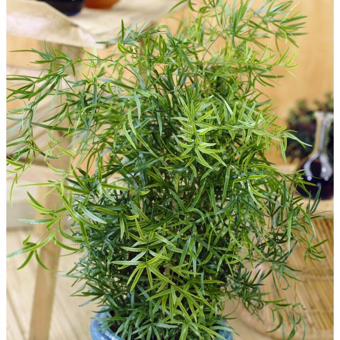 Asparagus Falcatus - Asparagus Fern