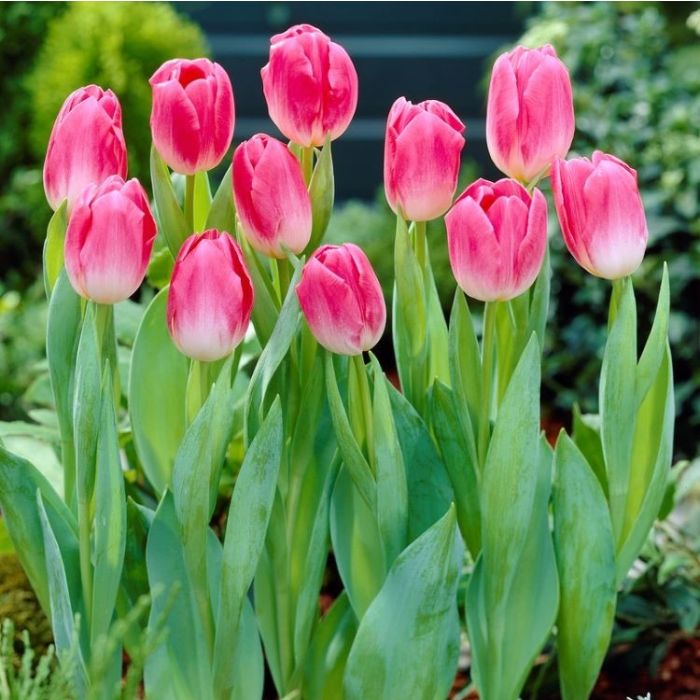 Tulip Dynasty - Pack of 25 Bulbs