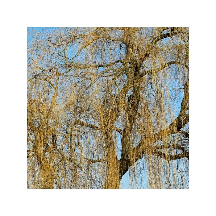 Weeping Willow