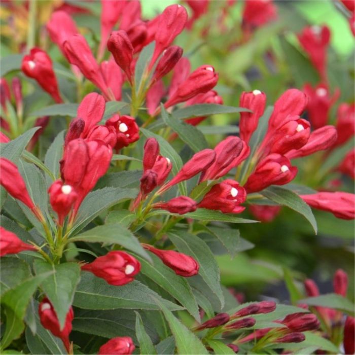 Weigela plant deals