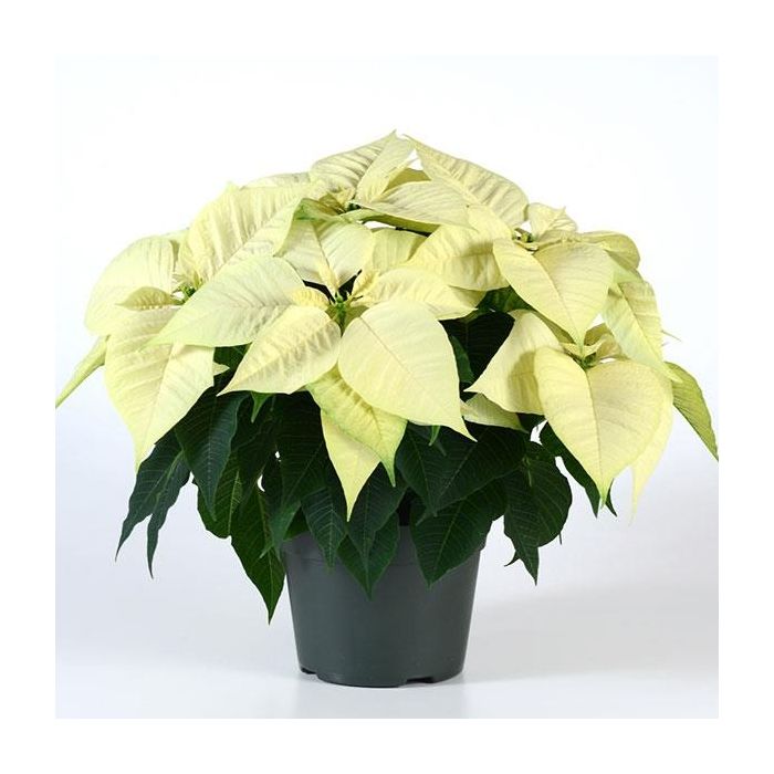 White christmas clearance plant