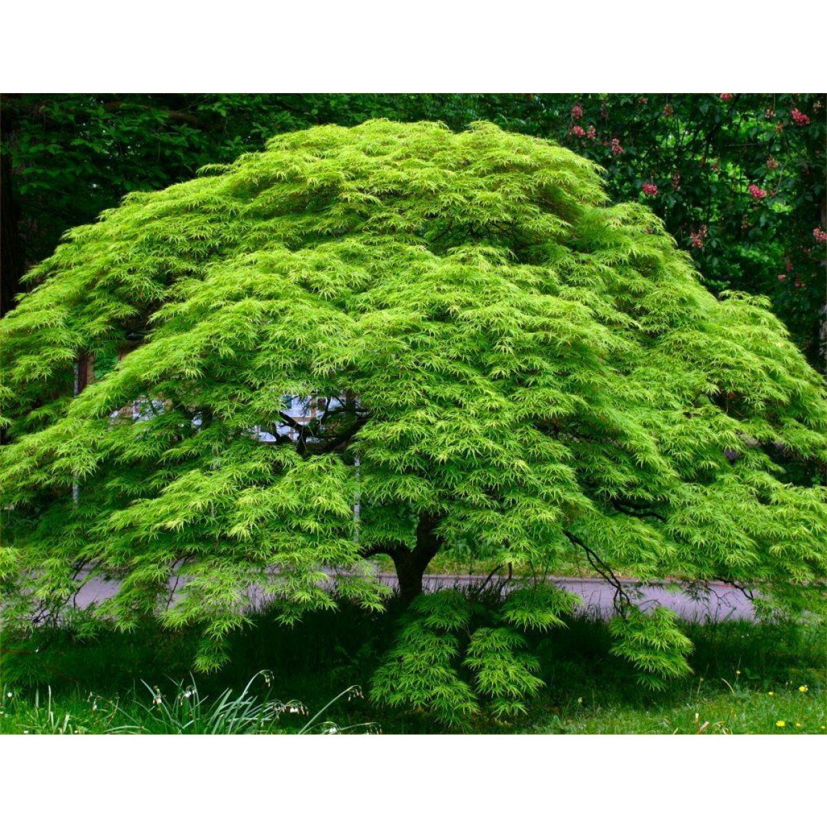 Emerald Lace Japanese Maple