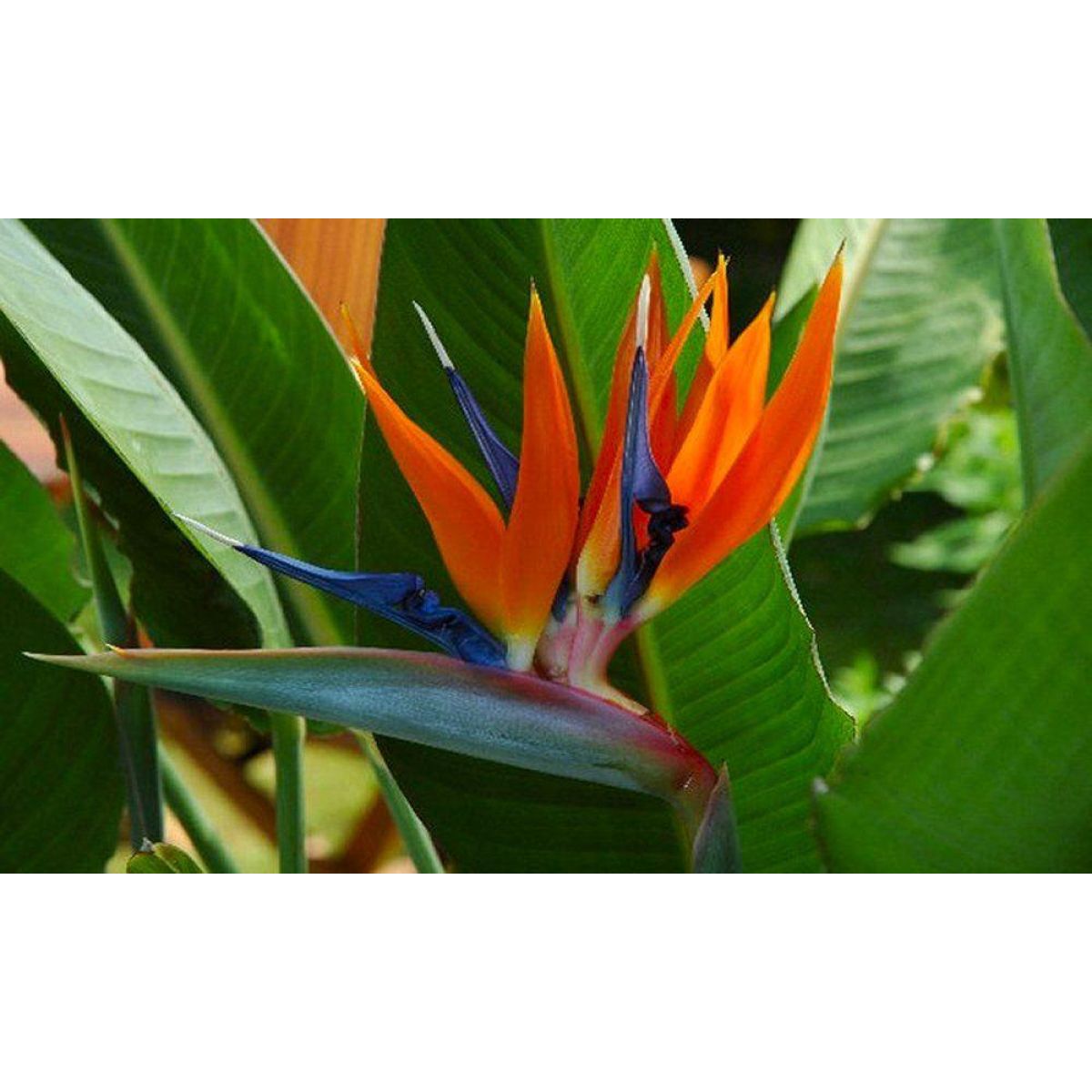 Strelitzia reginae Bird of Paradise Plant