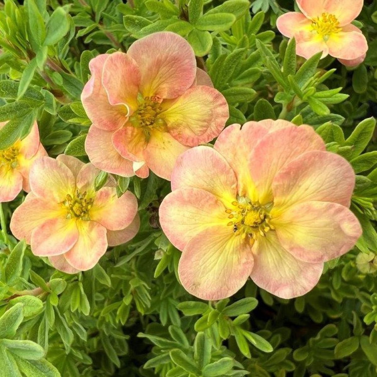 Potentilla Fruticosa 'Bella Apple' - Shrubby Cinquefoil