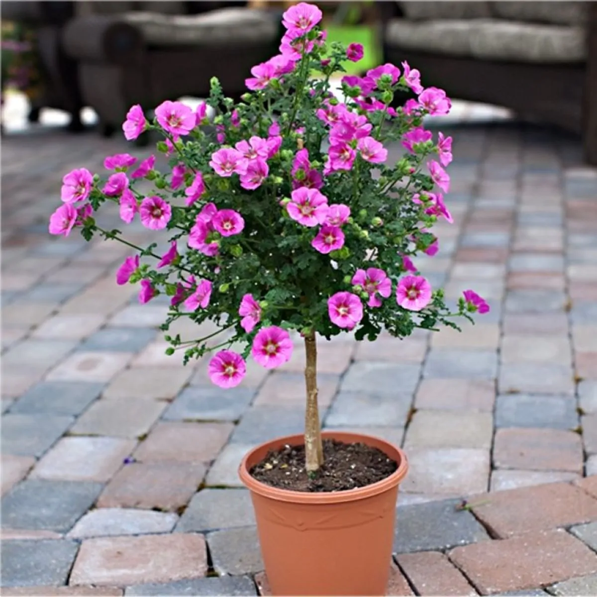 Patio Tree - Anisodontea capensis - Elegant Princess Tree Cape Mallow Tree