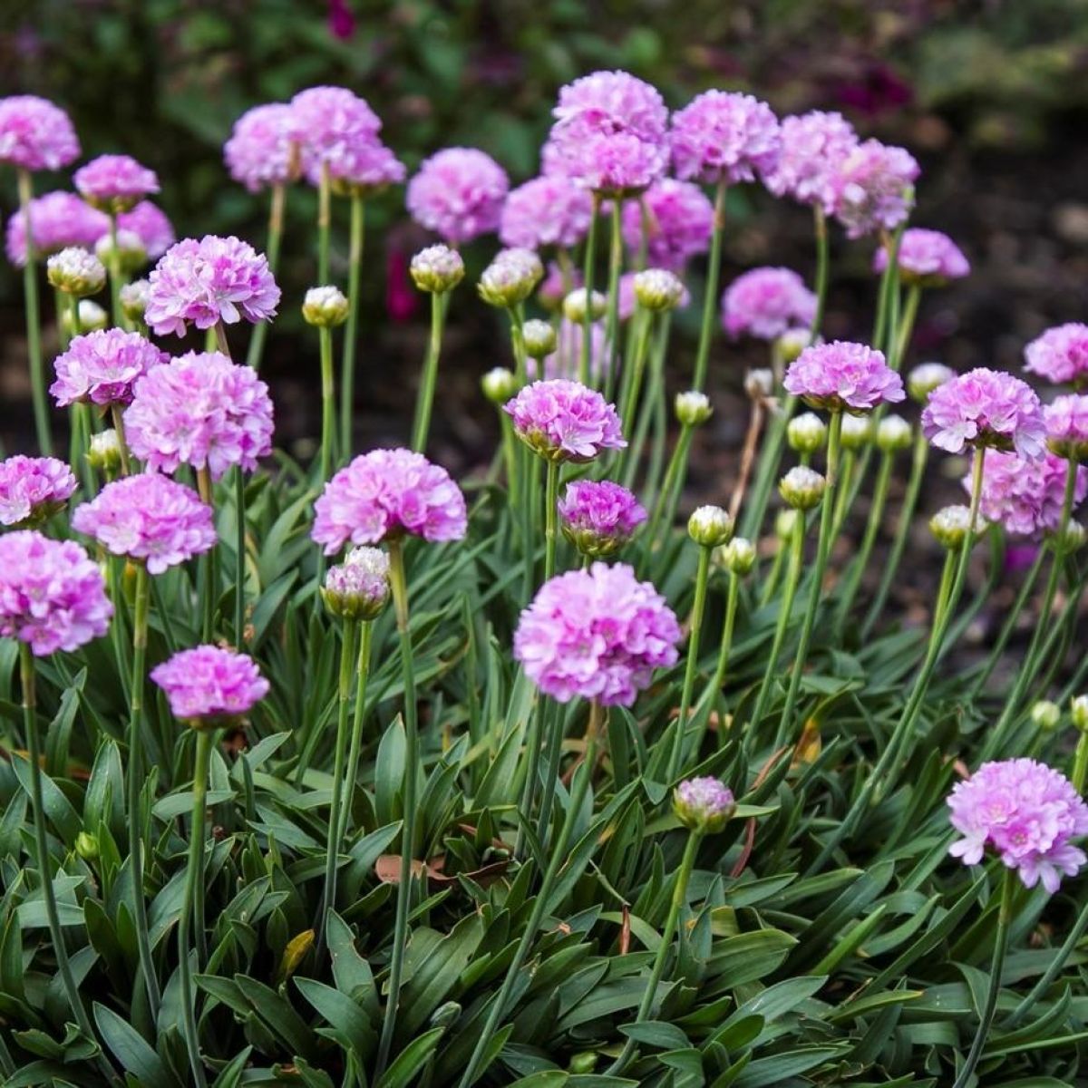 Armeria Dremeria Sweet Dreams