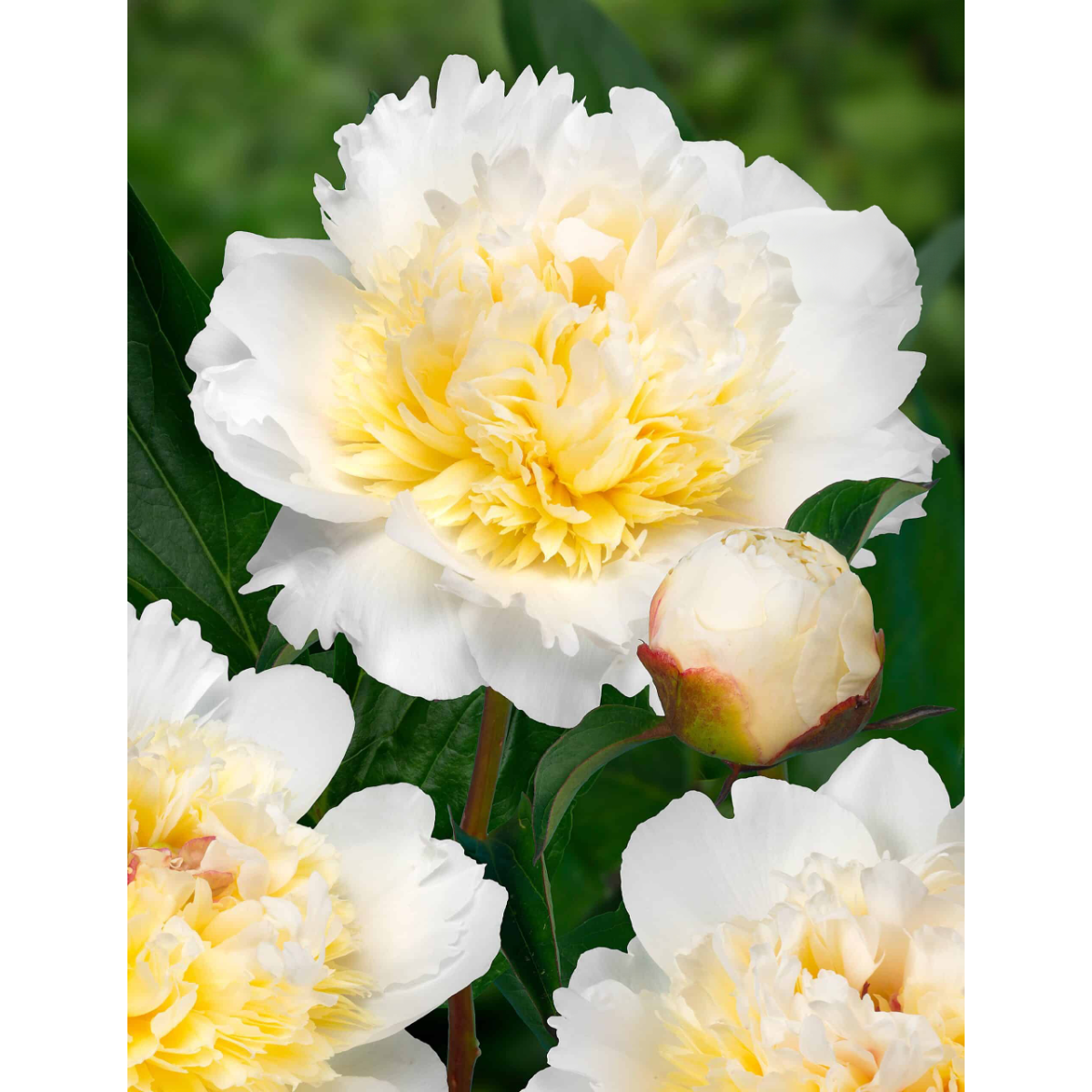 Paeonia Bridal Grace - Peony Bridal Grace