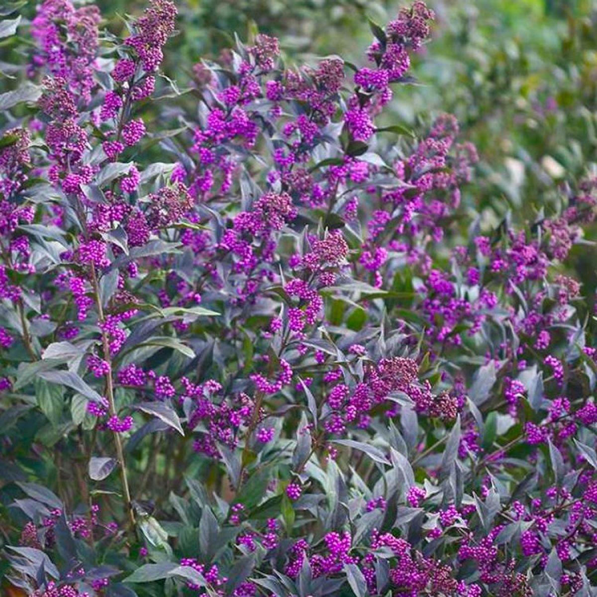 Callicarpa Pearl Glam - Beautyberry