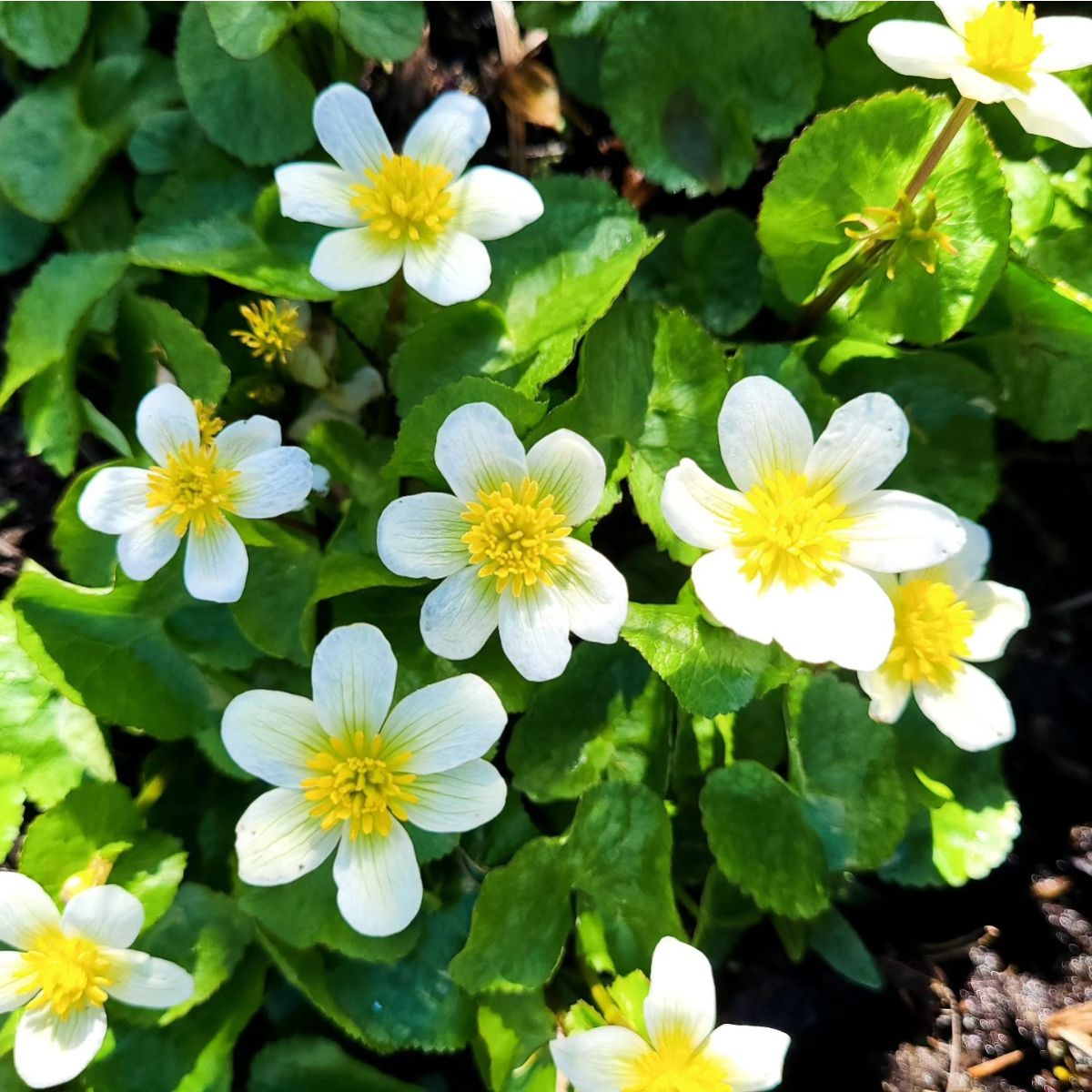 Caltha palustris alba - White Marsh Marigold