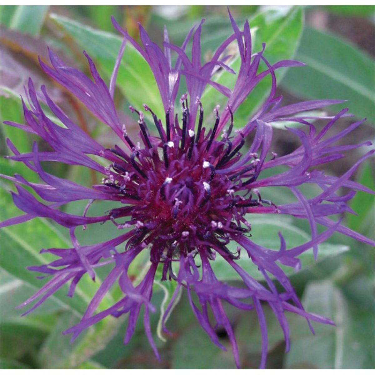 Centaurea montana Amethyst Dream