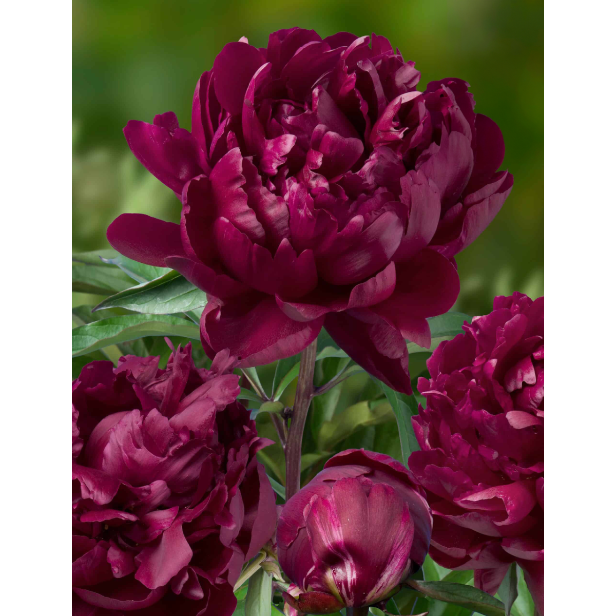 Paeonia Cherry Hill - Peony Cherry Hill