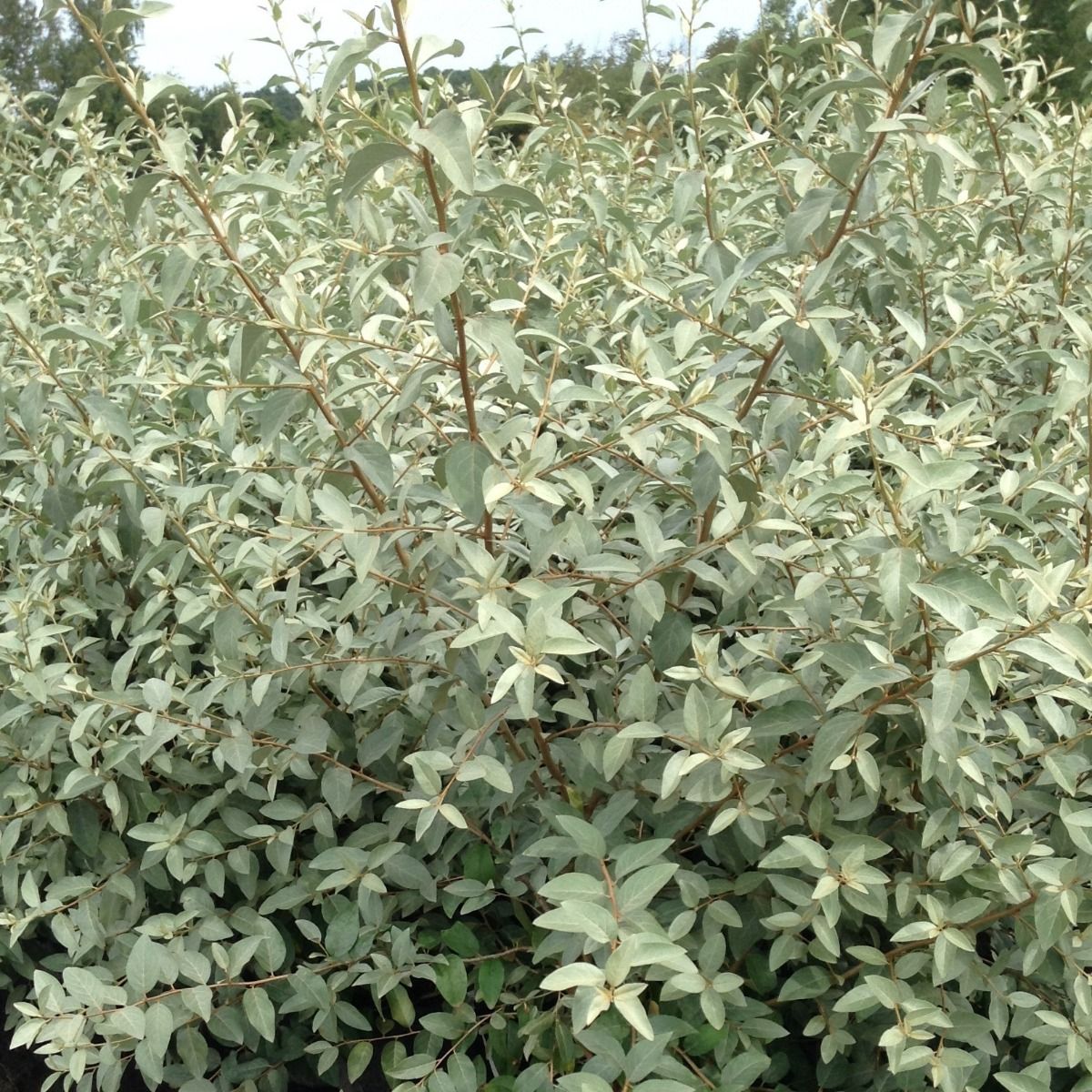 Elaeagnus 'Quicksilver'