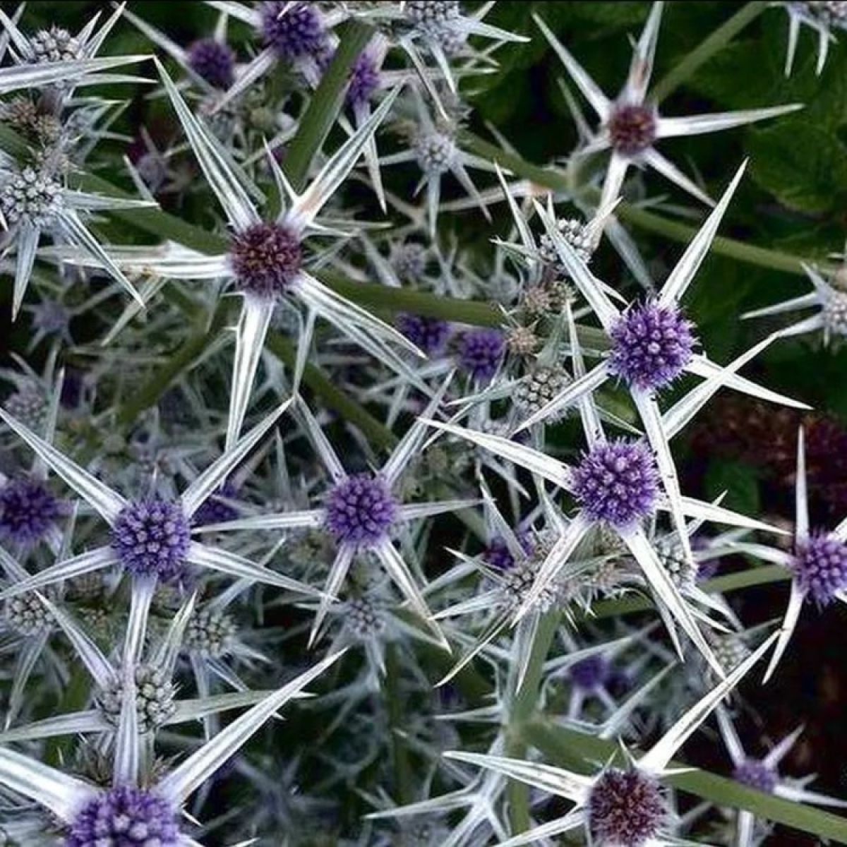 Eryngium variifolium Miss Marble