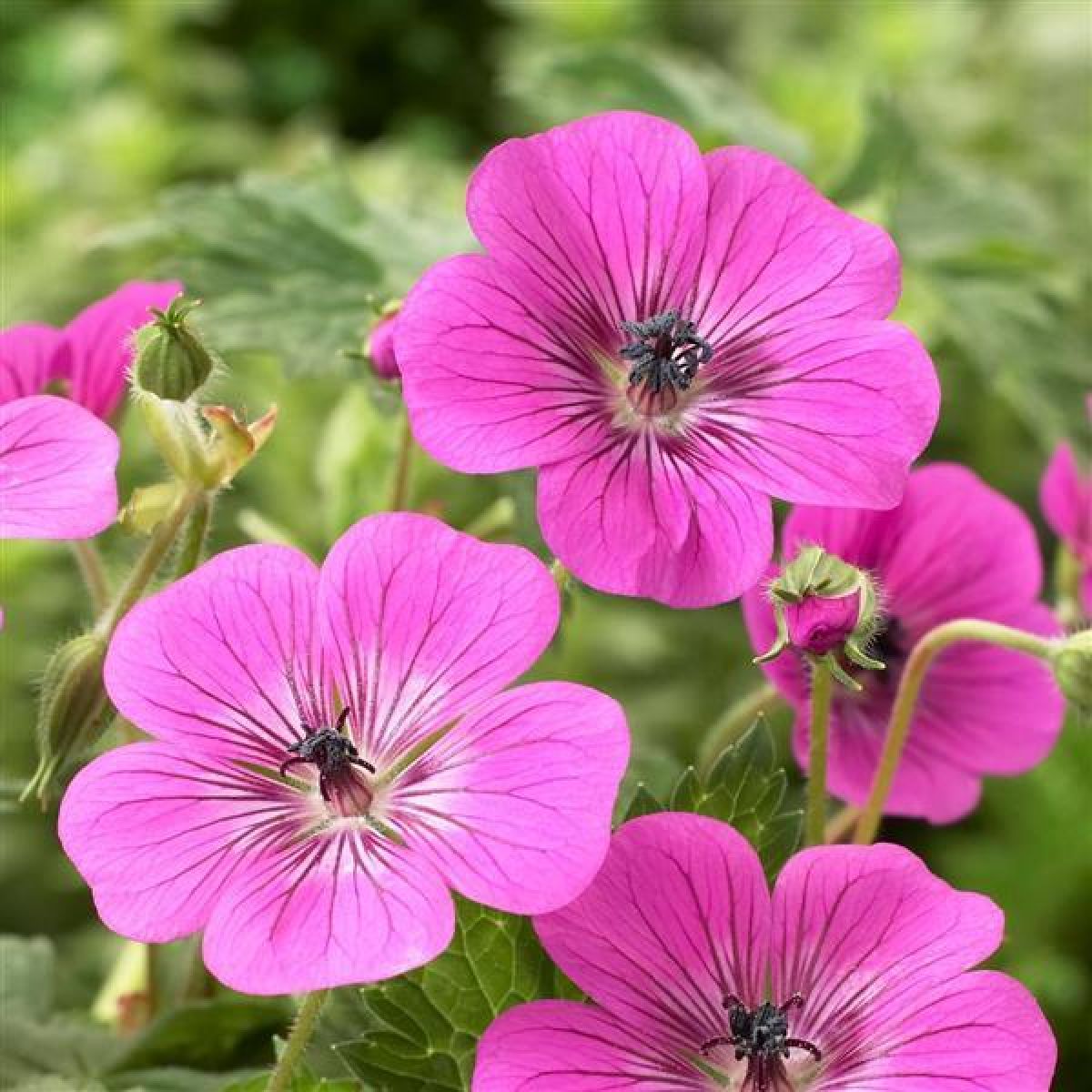 Geranium Modern Classics Pink Penny