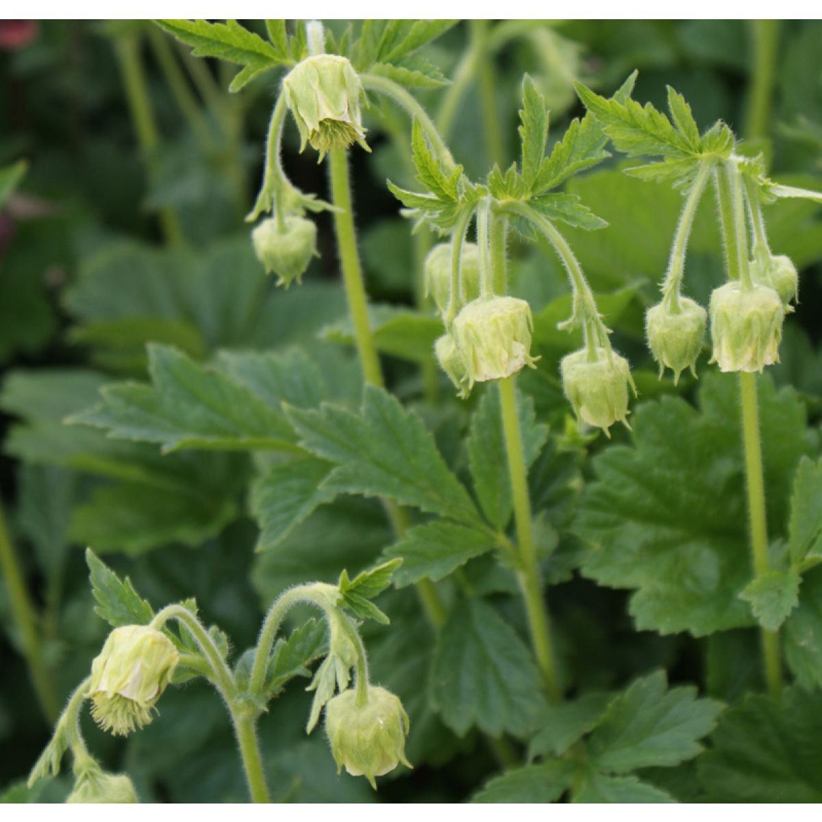 Geum rivale Album