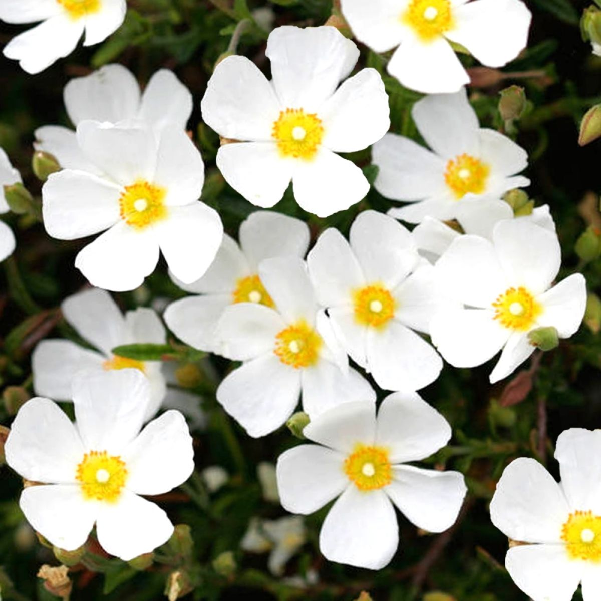 Halimium umbellatum - Umbel-Flowered Sun Rose