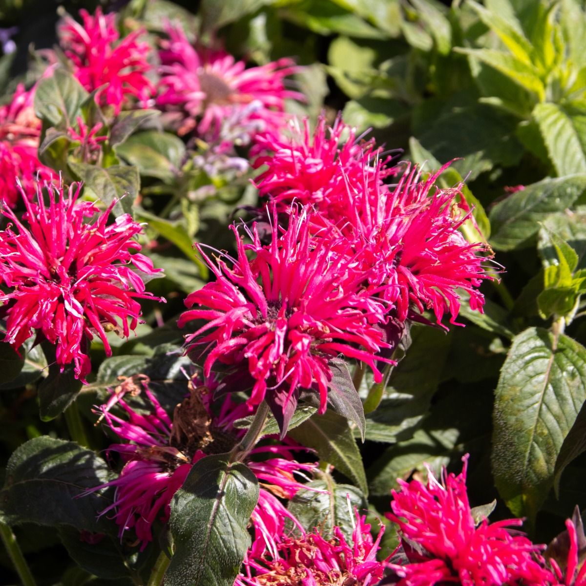 Monarda didyma Balmy Rose - Bee Balm