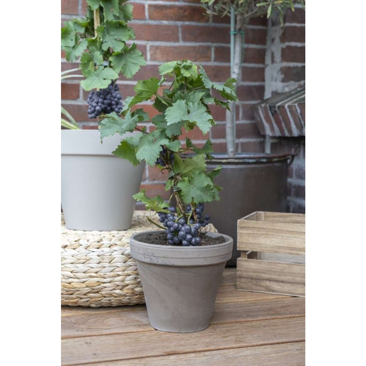 Dwarf Grape Vine Vitis Pixie Pinot Noir