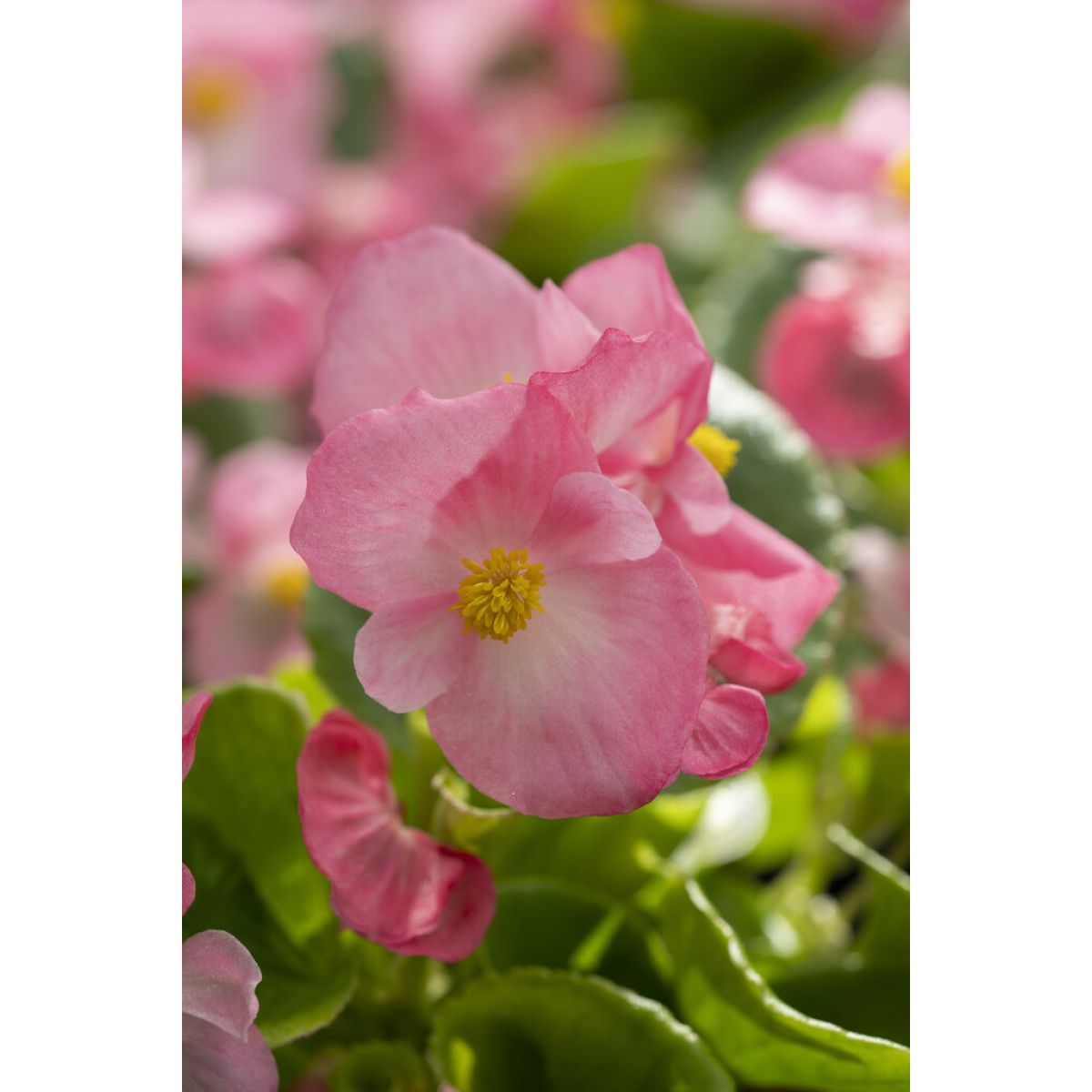 Begonia Purple Leaf semperflorens Rose Pink