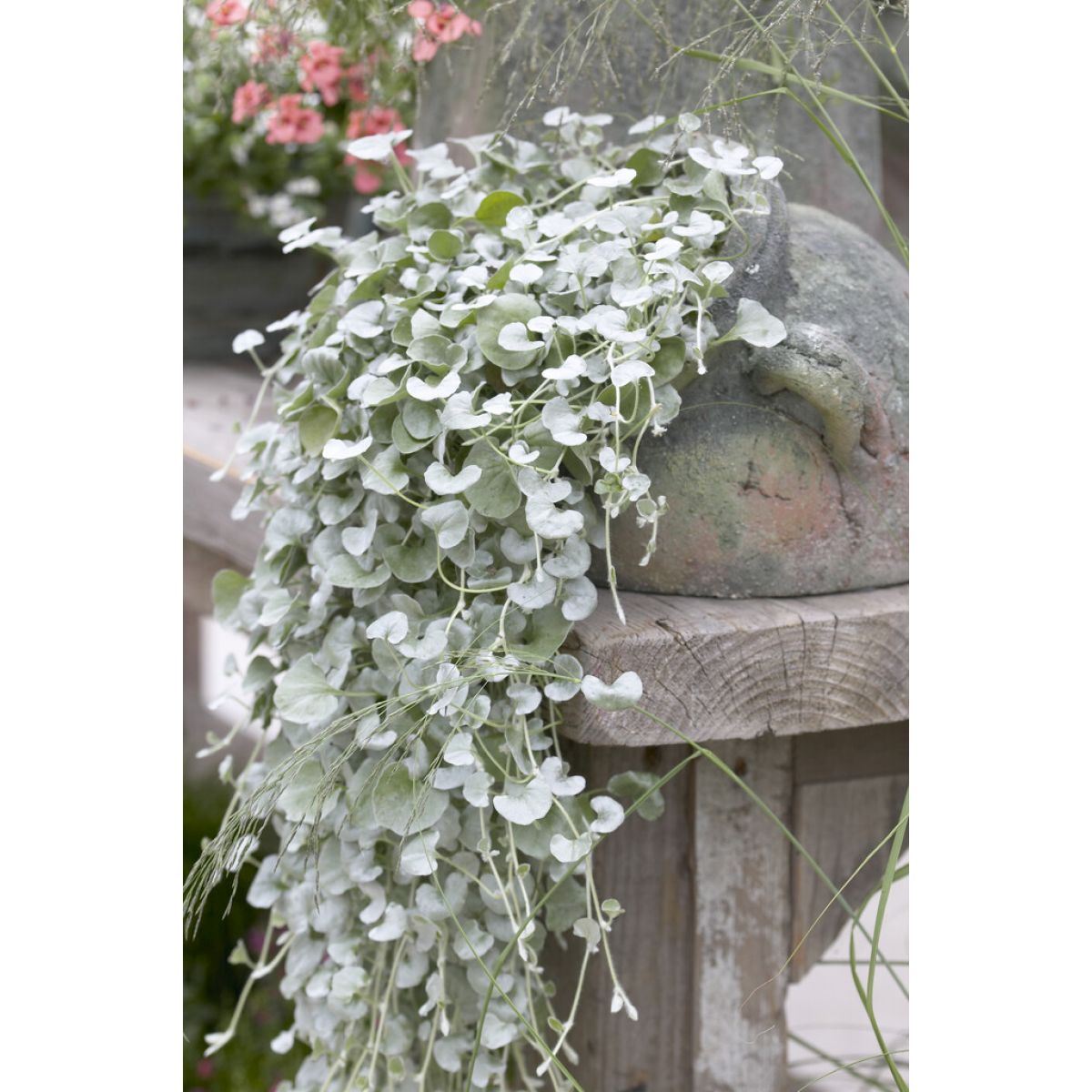 Dichondra Silver Falls - Trailing Basket & Container Plant