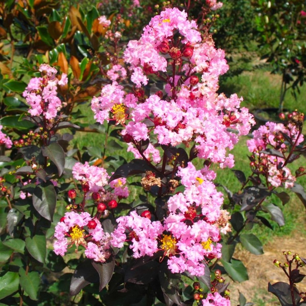 Lagerstroemia indica Rhapsody In Pink - Crepe Myrtle