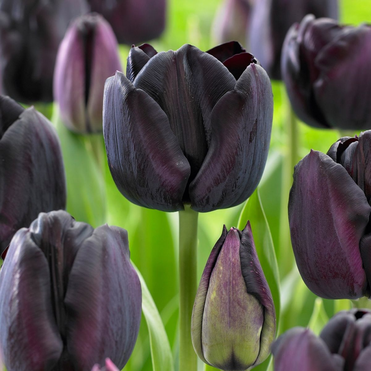 Designer Black & White Tulip Collection - 'Monochrome' - 25 Bulbs