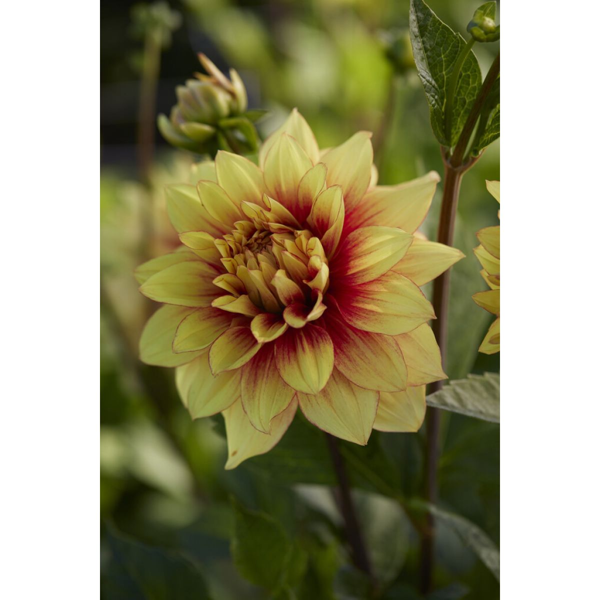 Dahlia Dazzling Sun